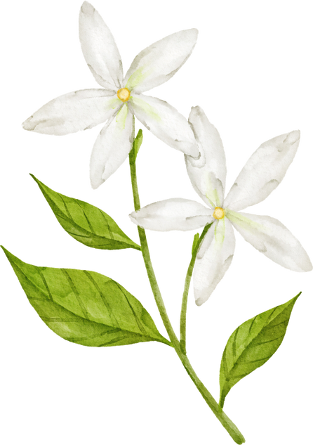 Watercolor Jasmine Flower Plant