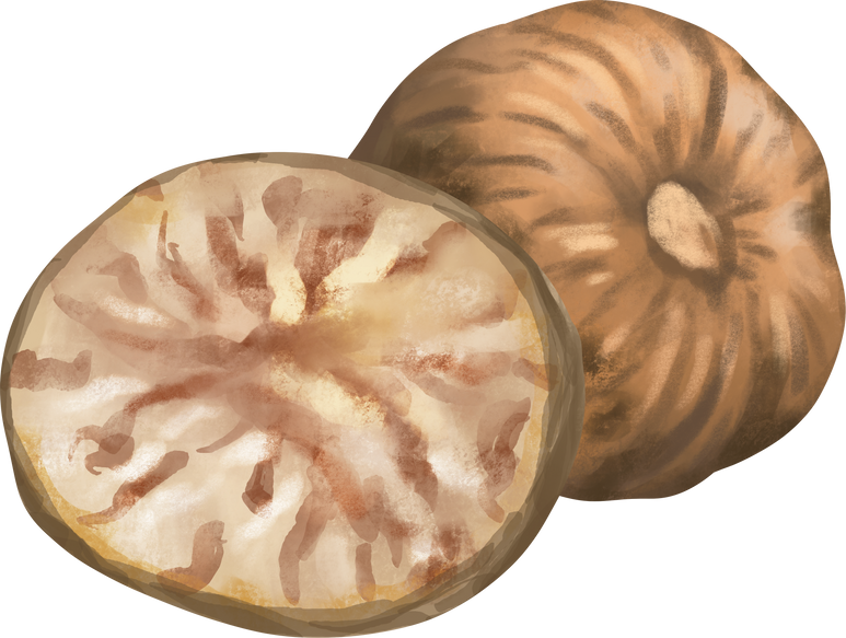 watercolor nutmeg